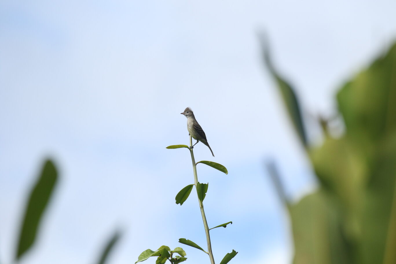 YELLOW-BELLIED ELAENIA